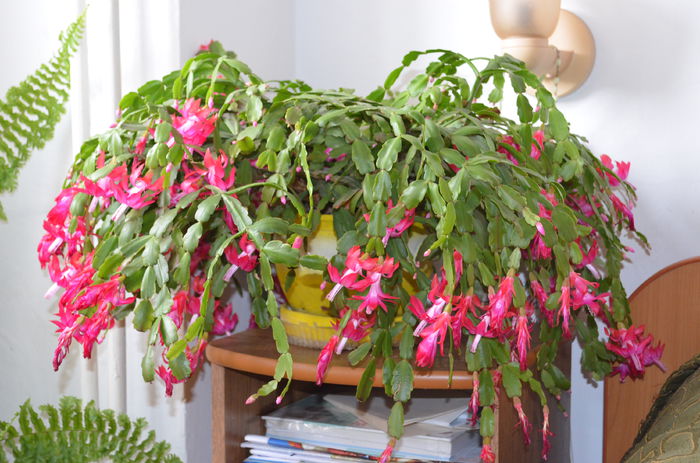 DSC_1065 - Craciunita