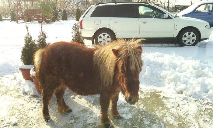 IANUARIE 2015 - PONEI