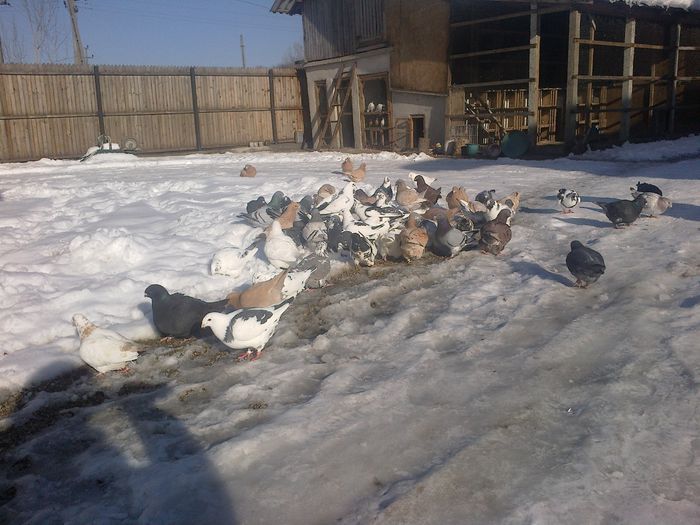 2015-01-03-588 - Porumbeii mei la baie