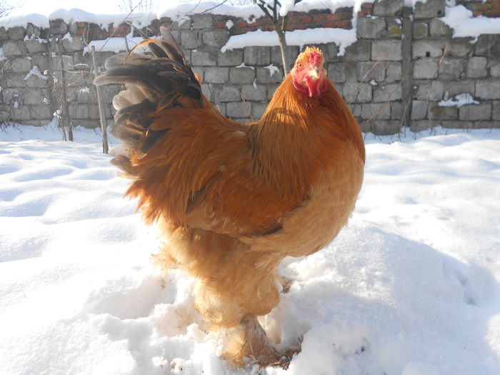 Picture 85 017 - Brahma columbia