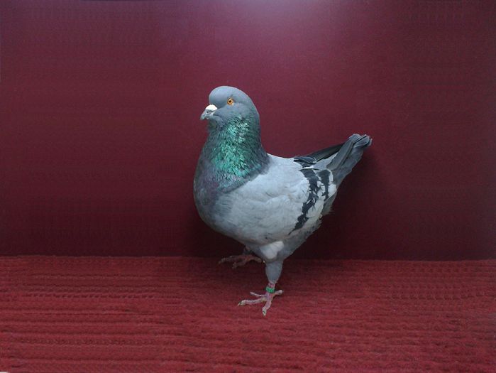 1. Mascul EE RO 10 13 263 -- pret 110 lei