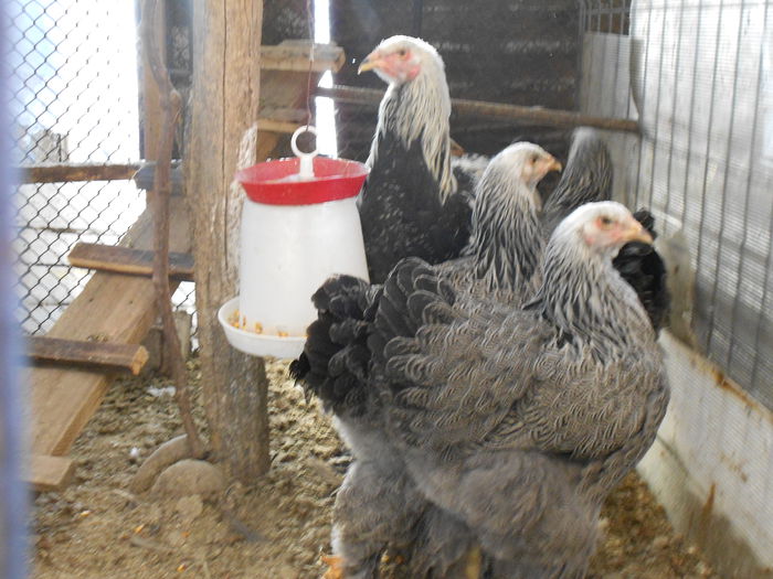 a doua linie(familie)