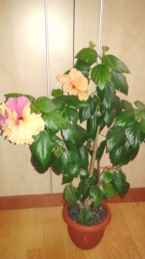 20141207_094312 - hibiscus