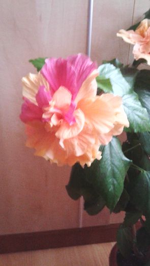 20141207_094256 - hibiscus