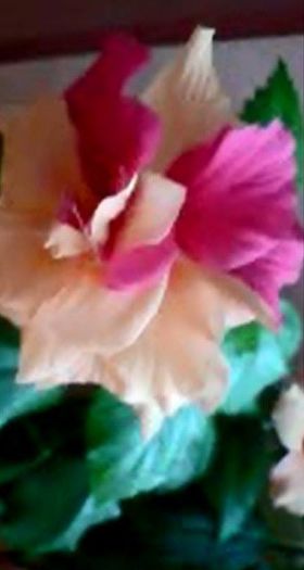 10917518_707346519379487_747177113_n