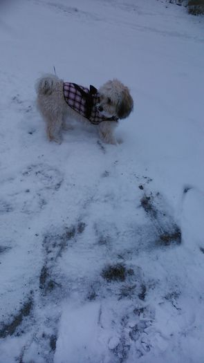 DSC_0559 - Fritz  Bella  Mimi