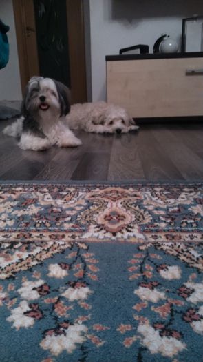 DSC_0497 - Fritz  Bella  Mimi