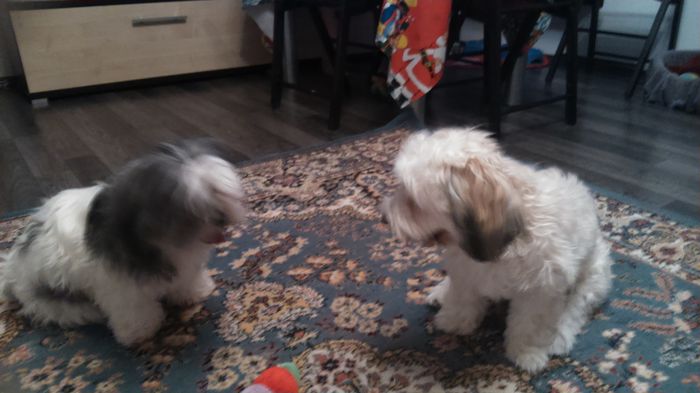 DSC_0501 - Fritz  Bella  Mimi