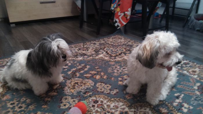 DSC_0502 - Fritz  Bella  Mimi