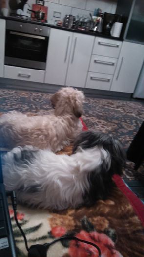 DSC_0506 - Fritz  Bella  Mimi