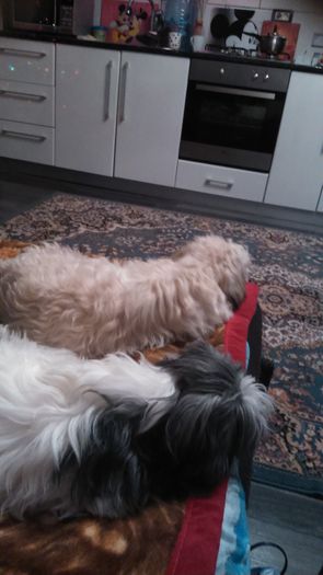 DSC_0507 - Fritz  Bella  Mimi