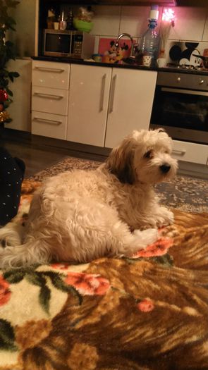 DSC_0522 - Fritz  Bella  Mimi