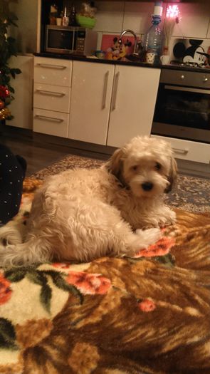 DSC_0523 - Fritz  Bella  Mimi