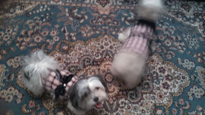 DSC_0525 - Fritz  Bella  Mimi