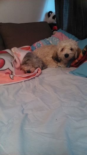 DSC_0550 - Fritz  Bella  Mimi