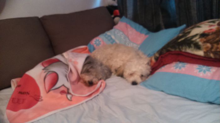 DSC_0551 - Fritz  Bella  Mimi