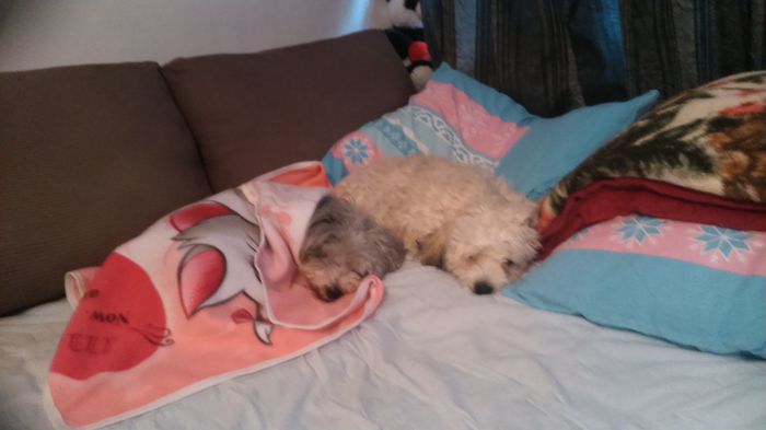 DSC_0552 - Fritz  Bella  Mimi