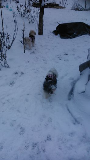 DSC_0553 - Fritz  Bella  Mimi