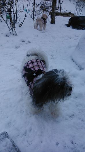 DSC_0554 - Fritz  Bella  Mimi