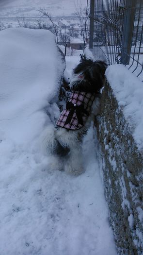 DSC_0556 - Fritz  Bella  Mimi