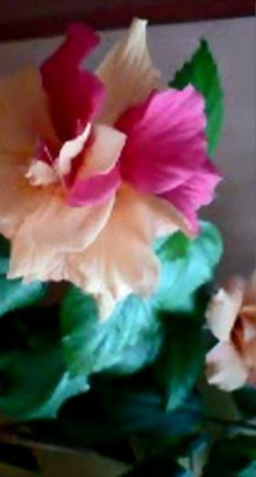 10884843_707346529379486_1990662069_n