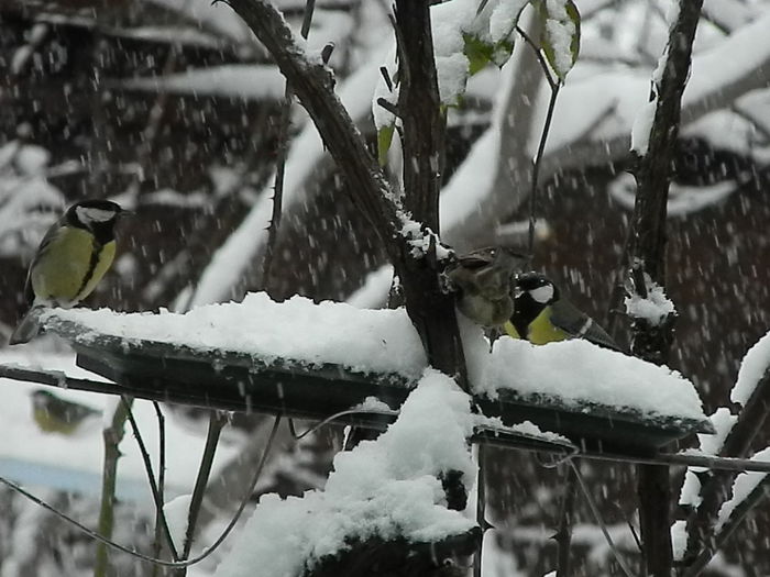 DSCN2032 - SOCIALIZARE_2