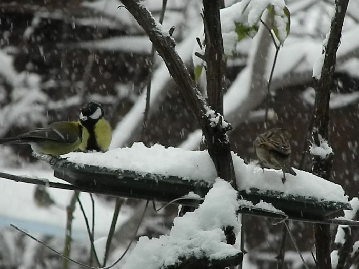 DSCN2033 - SOCIALIZARE_2