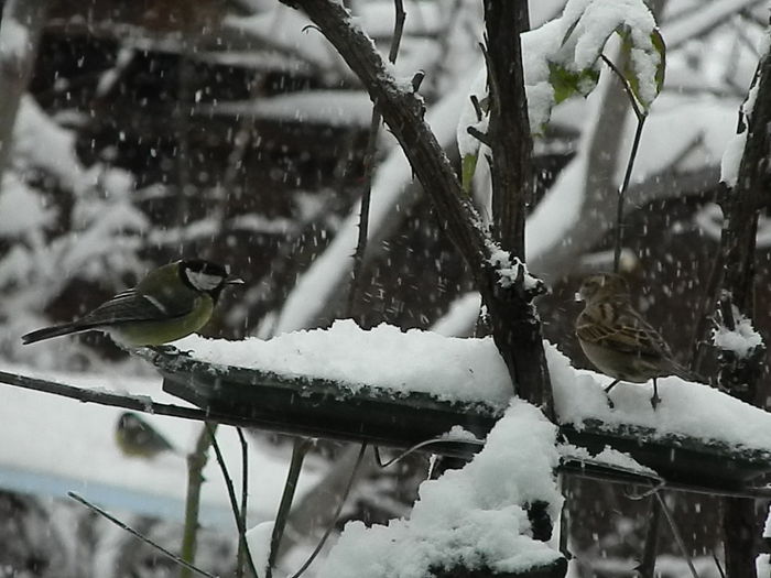 DSCN2036 - SOCIALIZARE_2