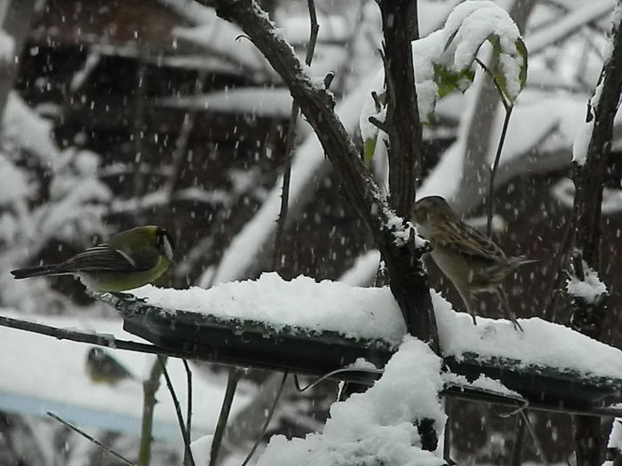 DSCN2038 - SOCIALIZARE_2