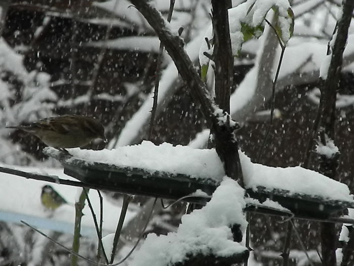 DSCN2040 - SOCIALIZARE_2