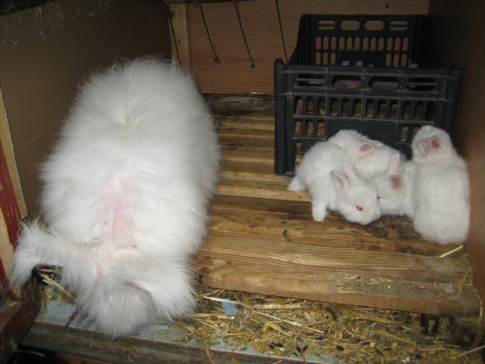 Iepuri Angora Englez