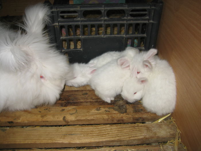 Iepuri Angora Englez