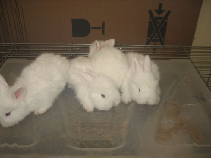 Iepuri Angora Englez - 16-Cuib P -Litter P