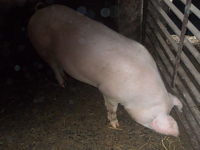 purcea - PORCI