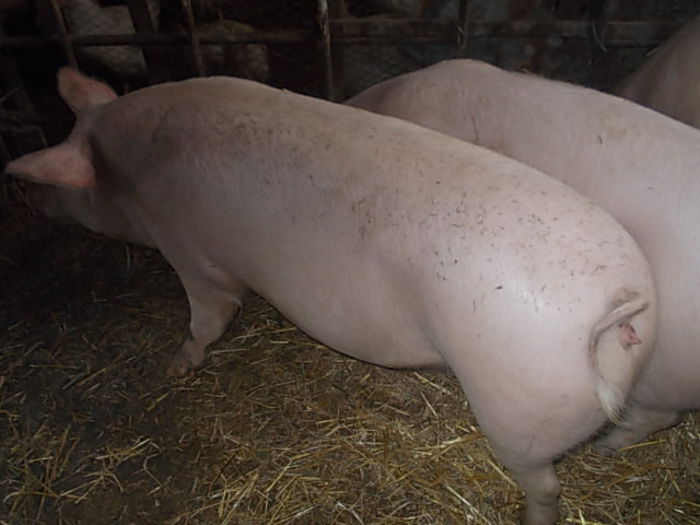 de vanzare o scrofita - PORCI