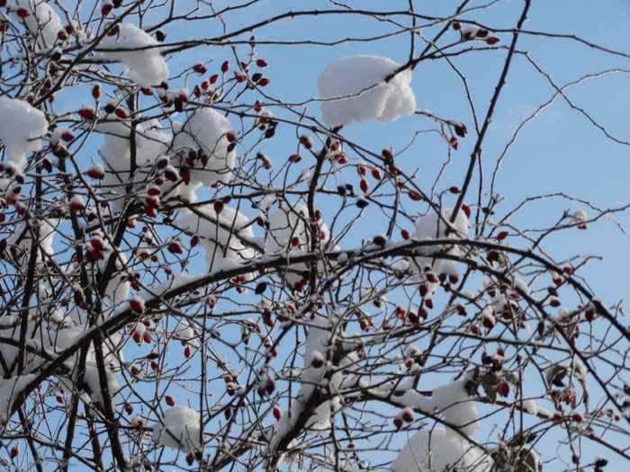 DSC02679 - m-iarna2014-2015