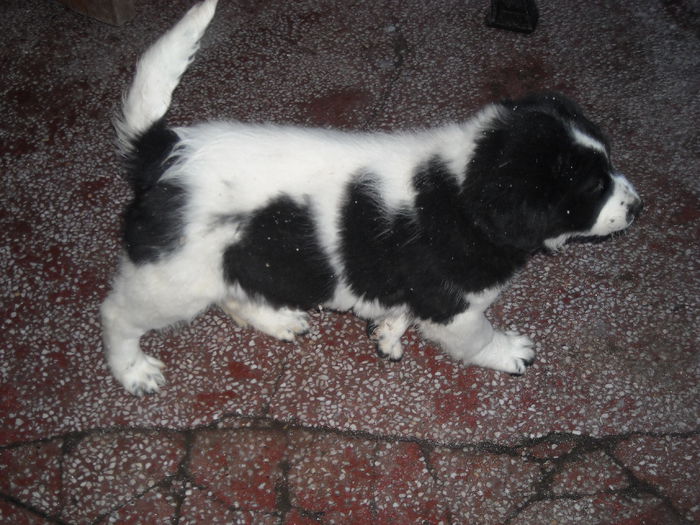 Bella 2 luni si 7.1 kg