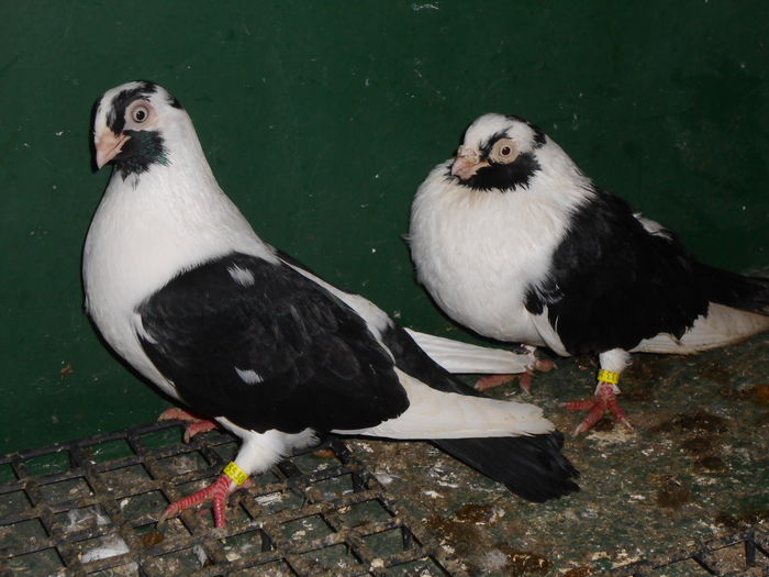 perechea 2 vanduti - 10 -- jucatori mascati pe negru