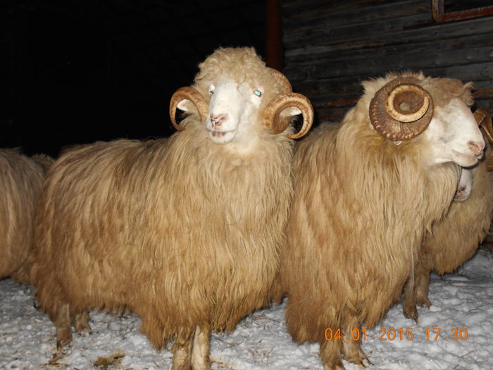 DSCN0299 - Berbeci 2o14-2015