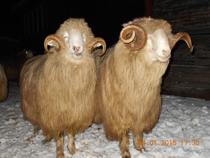 DSCN0300 - Berbeci 2o14-2015