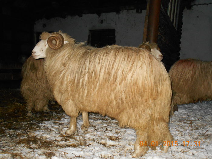 DSCN0301 - Berbeci 2o14-2015