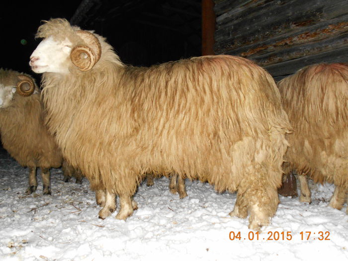 DSCN0303 - Berbeci 2o14-2015