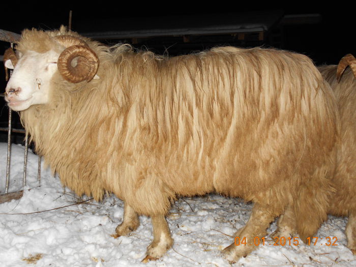 DSCN0305 - Berbeci 2o14-2015