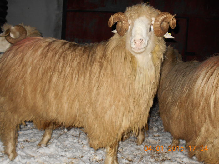 DSCN0311 - Berbeci 2o14-2015