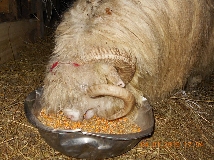 DSCN0316 - Berbeci 2o14-2015