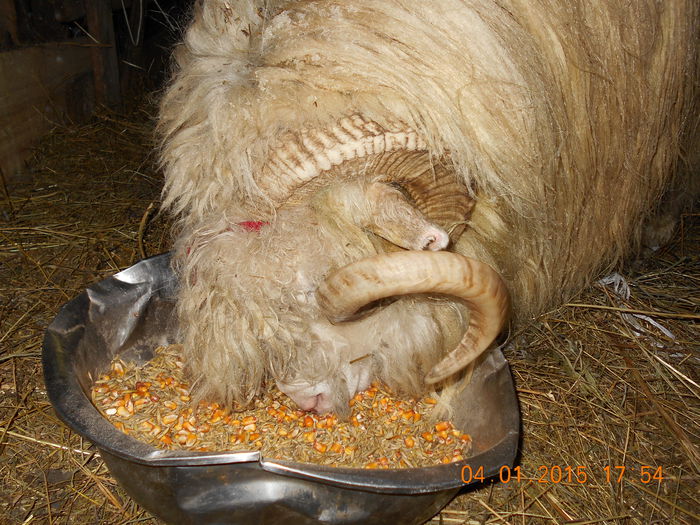 DSCN0317 - Berbeci 2o14-2015