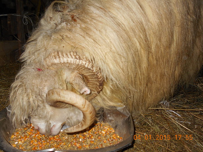 DSCN0318 - Berbeci 2o14-2015