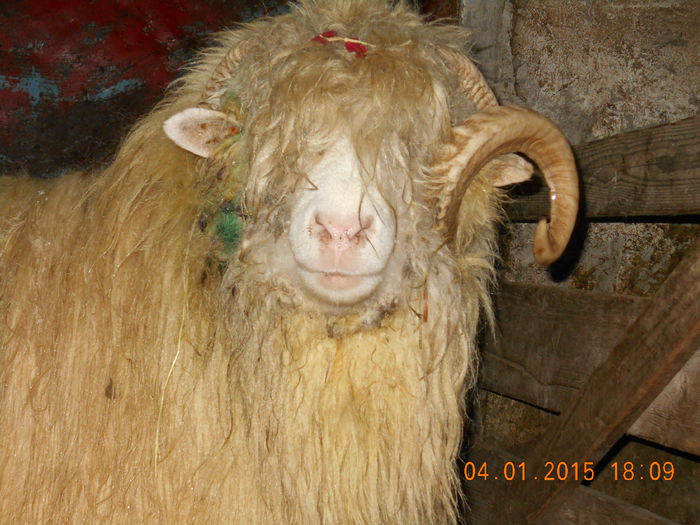 DSCN0350 - Berbeci 2o14-2015