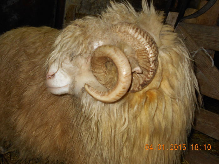 DSCN0356 - Berbeci 2o14-2015