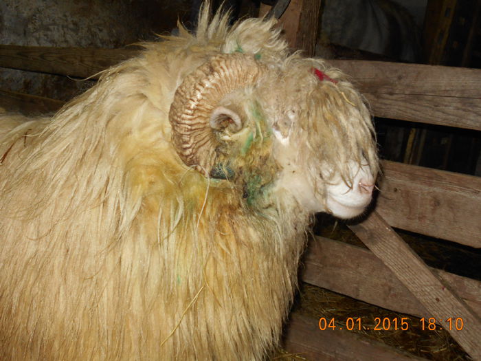 DSCN0357 - Berbeci 2o14-2015